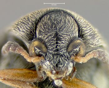 Media type: image;   Entomology 32916 Aspect: head frontal view